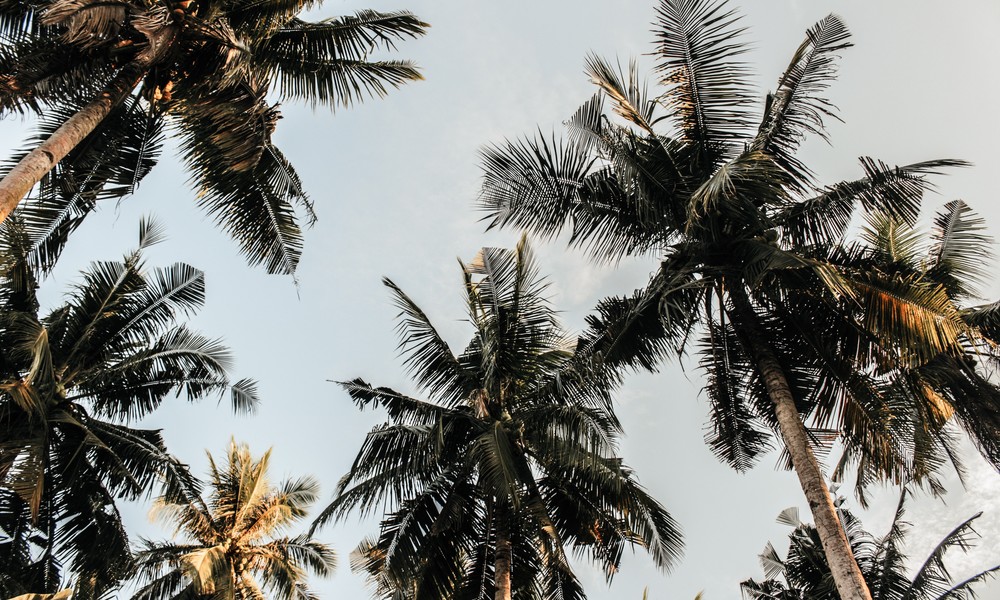 Coconut trees island